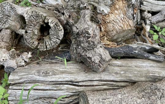 Photo, wood, natural, old tree, 