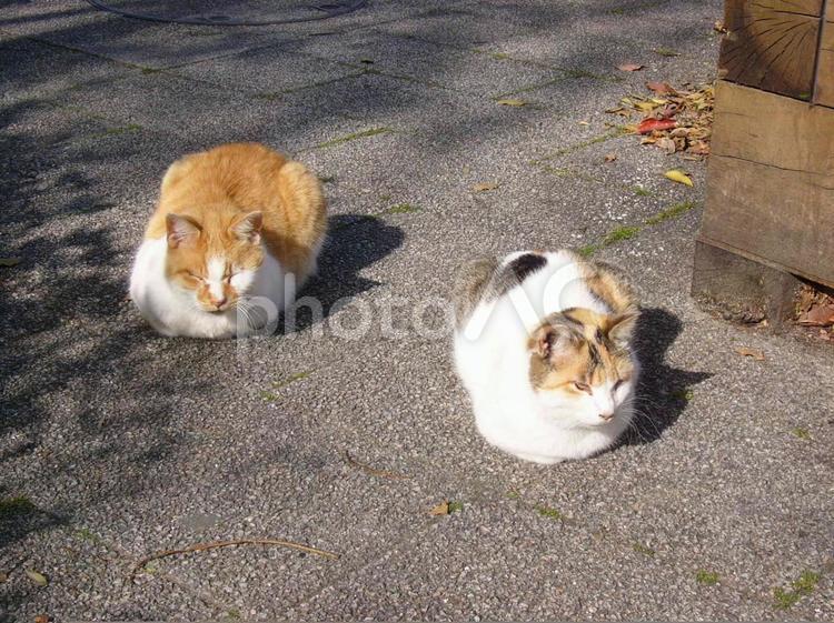 猫　香箱　２匹 猫,野良猫,茶白の写真素材