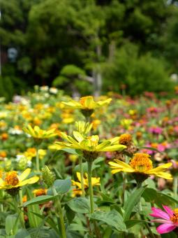 花壇に咲く色とりどりのヒャクニチソウ ヒャクニチソウ,花,植物の写真素材