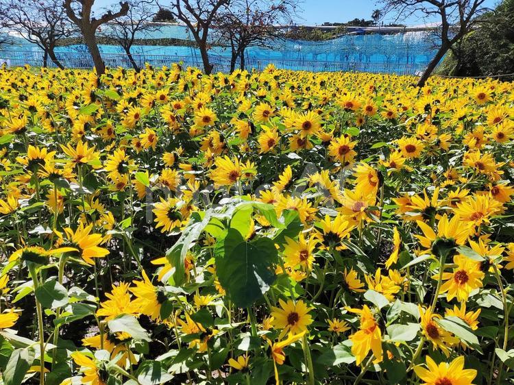 冬のヒマワリ畑と青い空 ひまわり,向日葵,花の写真素材