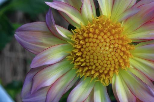 色鮮やかな大輪 色鮮やかな大輪 ダリア,花,キク科の植物の写真素材