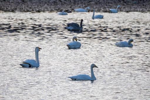 大沼のハクチョウ⑴ 大沼のハクチョウ⑴の写真