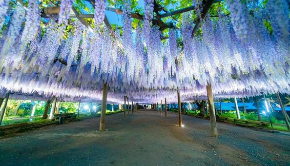 藤棚に咲く満開の藤の花の写真