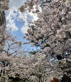 曇り空シリーズ、桜のある風景 曇り空シリーズ、桜のある風景 風景,桜,曇り空の写真素材