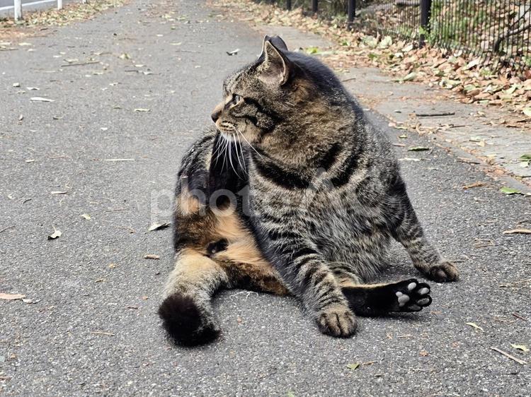 アスファルトの上でまったりする猫 猫,ネコ,地域猫の写真素材