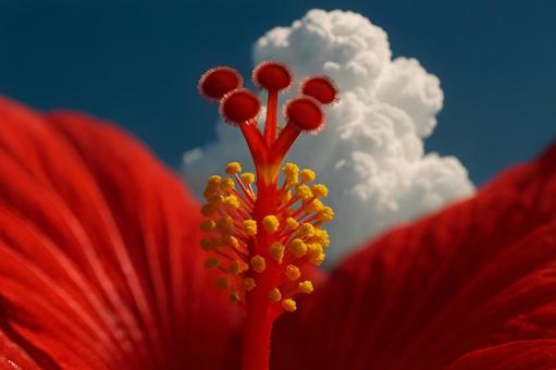 赤いハイビスカスの花柱 赤いハイビスカスの花柱の写真