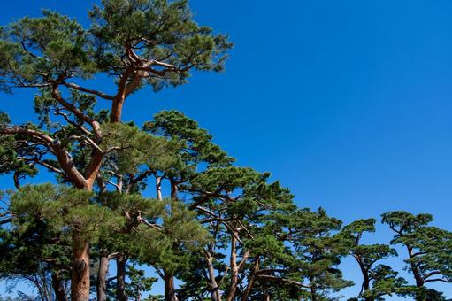 北の空に伸びる五稜郭公園の松 北の空に伸びる五稜郭公園の松 五稜郭公園,樹齢,樹木の写真素材