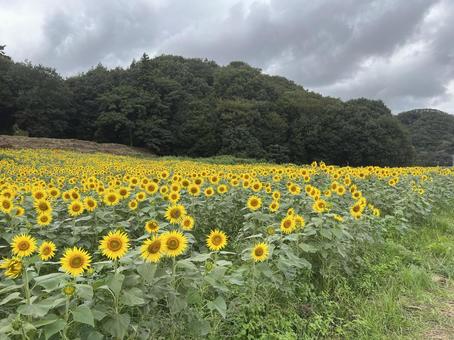 ひまわり ひまわりの写真