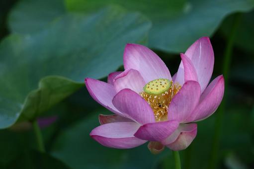 神聖な花 神聖な花 ハス,花,ハス科の植物の写真素材