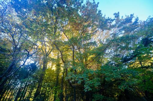 紅葉 紅葉,背景,素材の写真素材