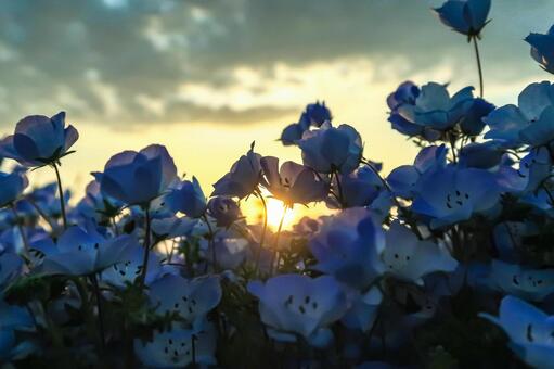 [春]ネモフィラの写真