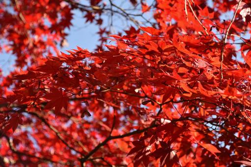 京都の紅葉 京都の紅葉の写真
