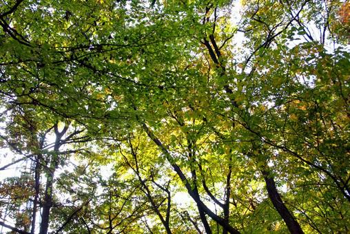 秋の森の木々 秋,風景,木の写真素材