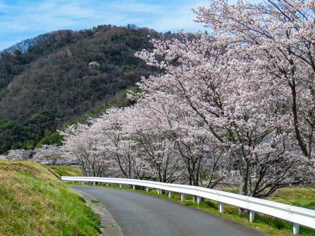 春イメージ〜満開の桜並木 春イメージ〜満開の桜並木 桜,春イメージ,花の写真素材