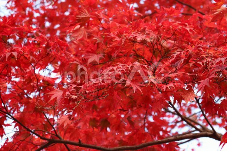 真っ赤に染まる秋の一コマ 秋,もみじ,自然の写真素材