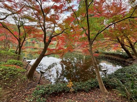 公園の紅葉５ 紅葉,公園,東京の写真素材