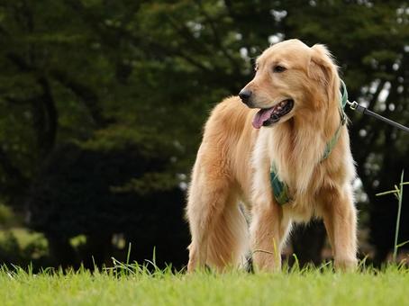 公園で出会ったゴールデン② 公園で出会ったゴールデン② 犬,ゴールデン,ゴールデンレトリバーの写真素材