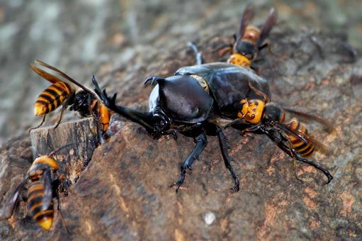 カブトムシ対オオスズメバチ カブトムシ対オオスズメバチ カブトムシ,オオスズメバチ,クヌギの木の写真素材