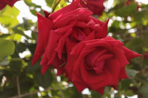 バラ園に咲く赤い薔薇を撮りました バラ園に咲く赤い薔薇を撮りましたの写真