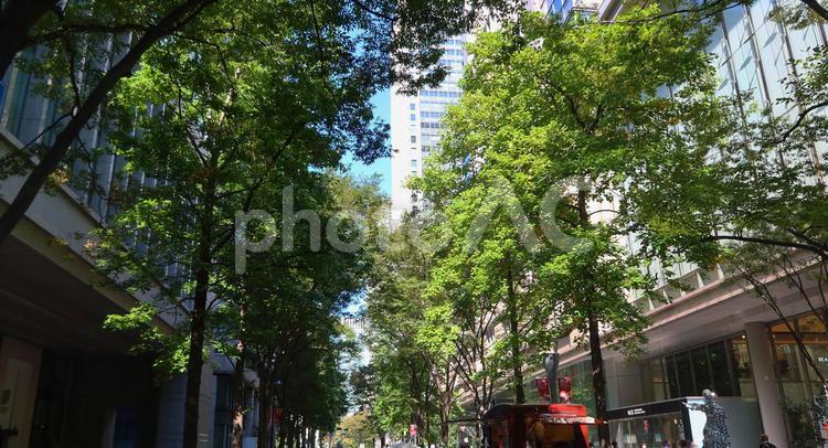 丸の内　緑のあるオフィスビル街 丸の内,東京,緑の写真素材