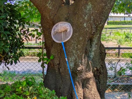 虫取り網 虫取り網 木,虫取り網,風景の写真素材