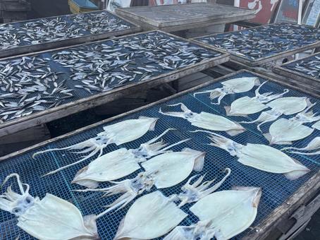 イカの干物 イカの干物の写真