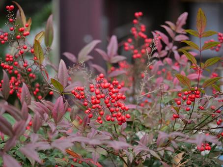 Photo, nandina, frutta, rosso, 