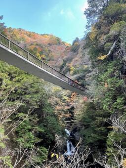 錦秋の渓谷 山,森,川の写真素材