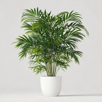 清潔感ある植物 清潔感ある植物の写真