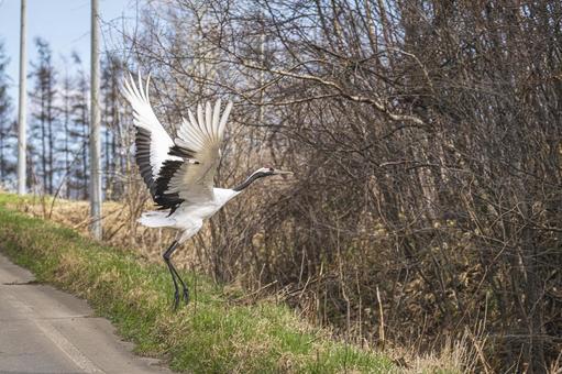 跳び立つタンチョウ タンチョウ,鶴,野鳥の写真素材