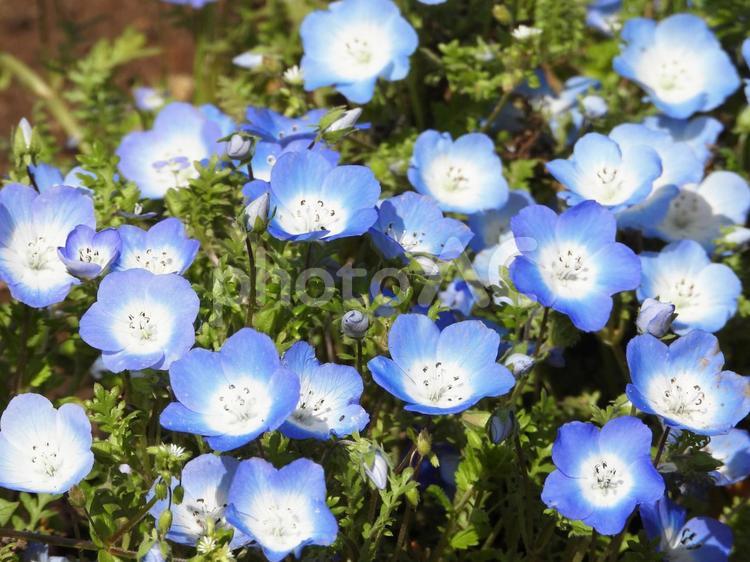 ネモフィラ（青い花） ネモフィラ,ムラサキ科,ネモフィラ属の写真素材