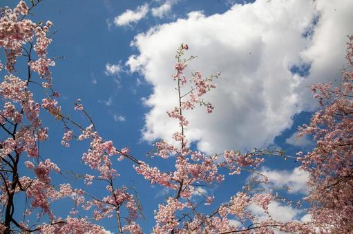 桜と空 桜と空の写真