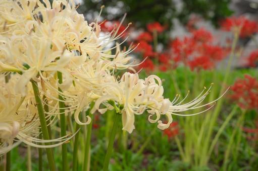 Red spider lilies on a green background, JPG