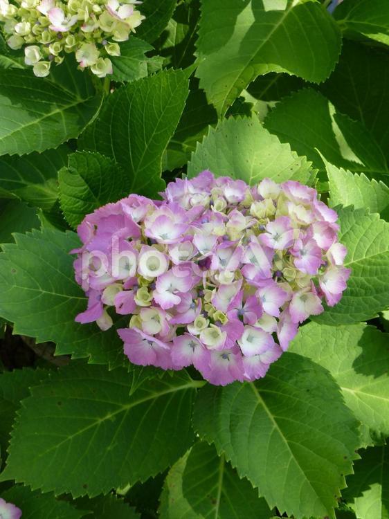 街中の花壇に咲いた淡いピンクのアジサイ アジサイ,花,植物の写真素材