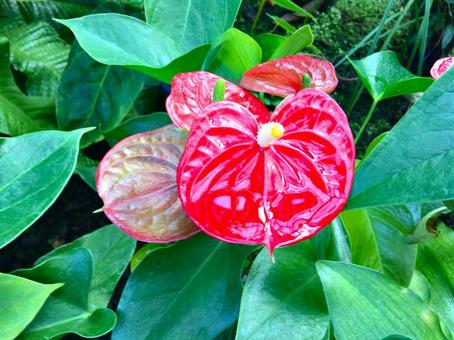 アンスリウム 濃いピンク アンスリウム 濃いピンク アンスリウム,植物,観葉植物の写真素材