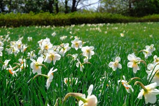 桜・水仙 はりまいこいの村 桜・水仙 はりまいこいの村の写真