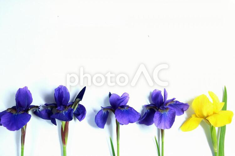 あやめ　アヤメ　菖蒲　テクスチャ　5月　紫の花 あやめ,アヤメ,菖蒲の写真素材