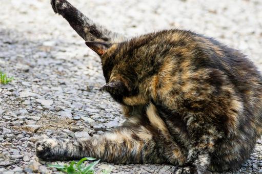 猫(83) 猫(83)の写真