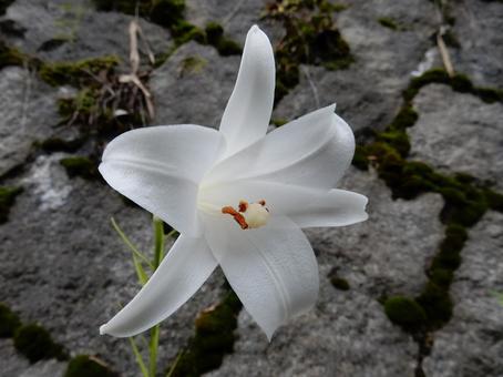 【花の写真】タカサゴユリ 【花の写真】タカサゴユリの写真