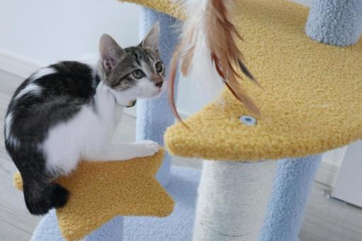 子猫02 子猫,猫じゃらし,ねこの写真素材