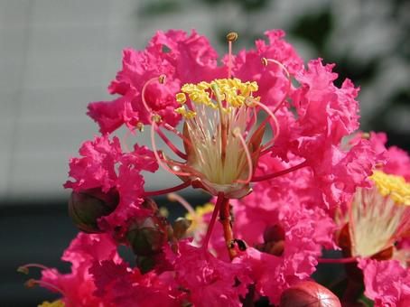 Crape myrtle, monkey slide, close-up, JPG Crape myrtle, monkey slide, close-up, JPG