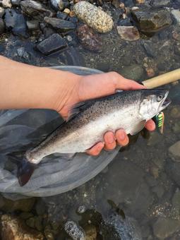 ヤマメ ヤマメ,山女魚,魚の写真素材