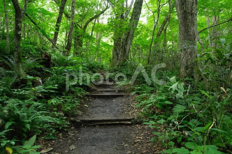 十二湖　遊歩道の新緑の新鮮な風景 白神山地,十二湖,青森県の写真素材