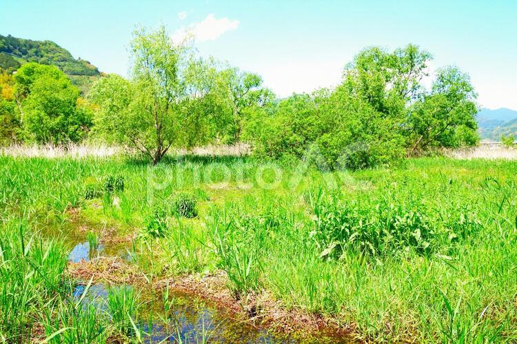 静岡市麻畑遊水池の風景 静岡市,麻畑遊水池,遊水池の写真素材