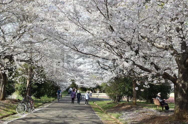 桜並木 サクラ,さくら,ピンクの写真素材