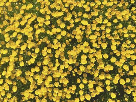 黄色い花 黄色い花の写真