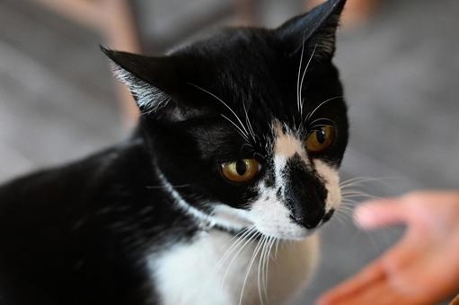 猫 猫の写真
