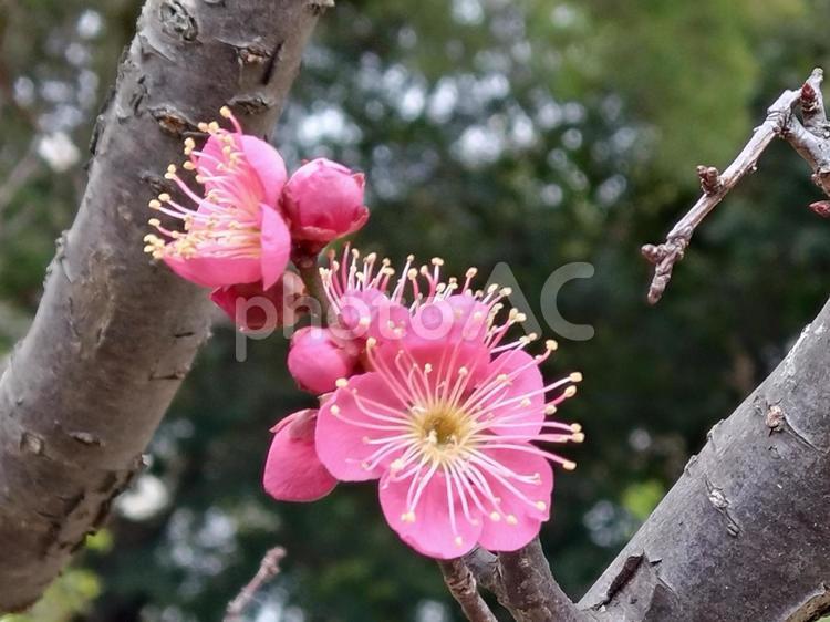 美しく咲く紅梅筋入り道知辺（みちしるべ） 梅,花,ピンクの写真素材