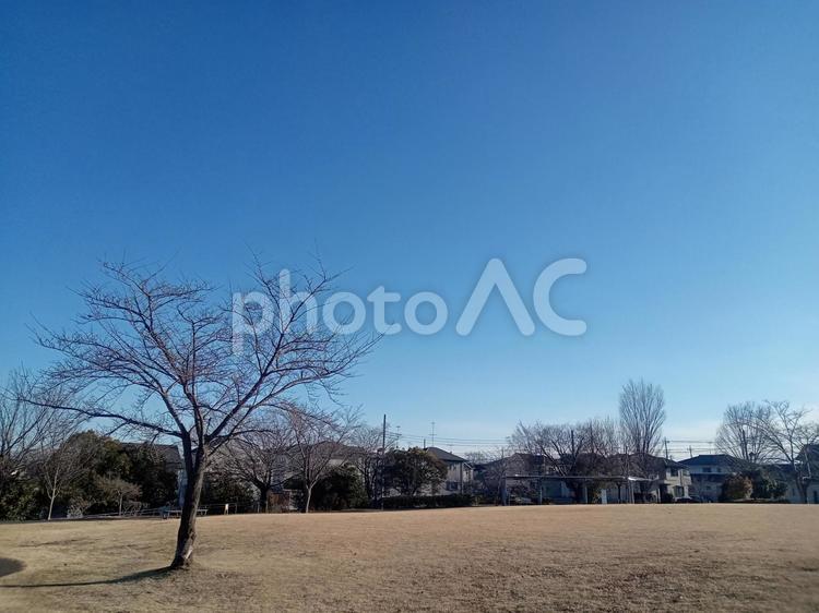 青空の下　冬の公園　冬晴れ 冬,公園,青空の写真素材