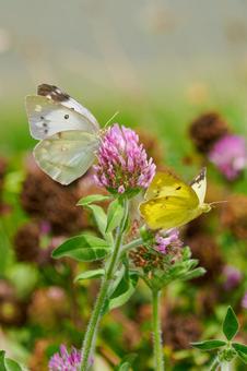 モンキチョウの求愛行動(21) 蝶,モンキチョウ,昆虫の写真素材
